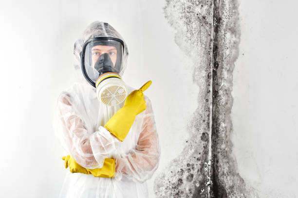 Best Mold Removal for HVAC Installations  in Medford, WI