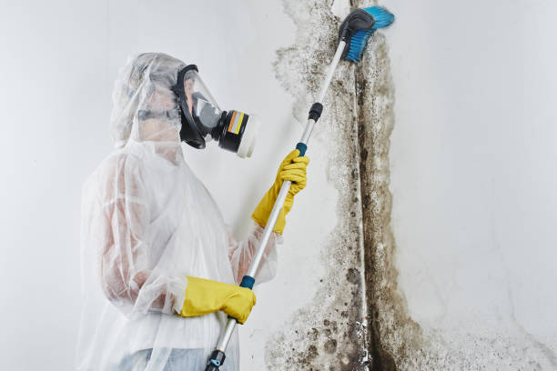 Best Mold Remediation for Healthcare Facilities  in Medford, WI