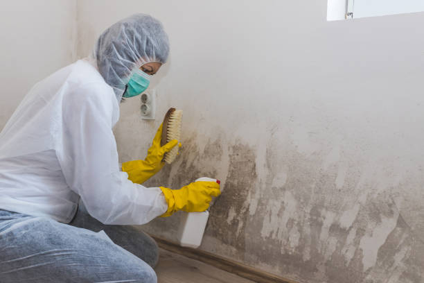 Best HVAC Mold Inspection and Cleaning  in Medford, WI